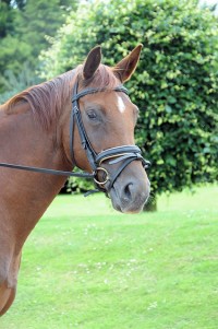 Borasco : Buddenbrock x Wittinger x Cavalier) 2010 Chestnut filly